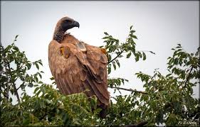 When one drops to a carcass, all birds in sight follow suit, and many can gather in short time. Using Gps Units To Monitor Our Remaining Vultures Critically Endangered Species Endangered Wildlife Gps Units