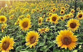 Karena luasnya itulah membuatnya bisa menampung hingga 8.000 bunga matahari yang bisa dinikmati. Tiga Objek Wisata Dengan Hamparan Bunga Matahari Di Tangerang Indonesia Traveler