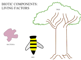 Ecosystems do not 'collapse' but do change in function, structure and composition over time due to natural or human disturbance (examples include. Biotic Component Wikipedia