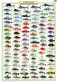 12 True To Life Reef Fish Identification Chart