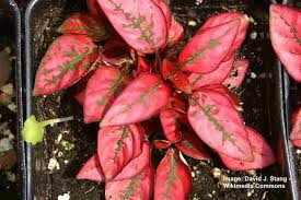 Another tip when it comes to caring for a healthy polka dot plant is to water according to the pot size. Polka Dot Plant Hypoestes Phyllostachya Splash Plant Care