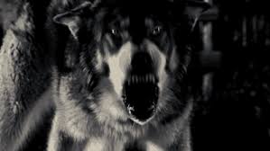 Don T Bite The Hand That Feeds You Gif Https Encrypted Tbn0 Gstatic Com Images Q Tbn 3aand9gcs2ugohdcm1xahwvtxpkq6or5uxxt6r Wxghg Usqp Cau