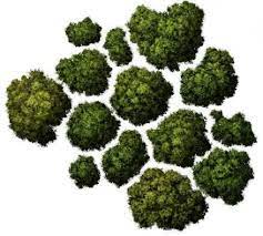 24 Best Ideas For Tree Png Top View Google Tree Photoshop Trees Top View Tree Textures