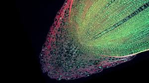 We did not find results for: How Does Gravity Affect Root Growth Bioed Online