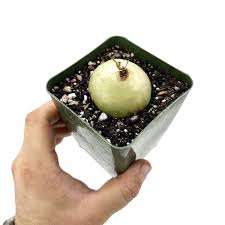 Image result for Volusia amboinensis