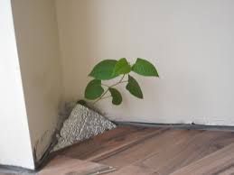 We do not do this to track individual users or to identify them, but to gain useful knowledge about how the site is used so that we can keep improving it for our users. 9 Japanese Knotweed Damage Ideas Japanese Plants Invasive Species