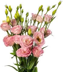 Image result for eustoma maurine