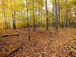 Building Deep Woods Food Plots In Pines And Hardwoods By Deerbuilder Com Food Plots For Deer Deer Habitat Deer Food