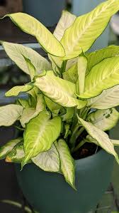 Image result for beautiful dieffenbachia