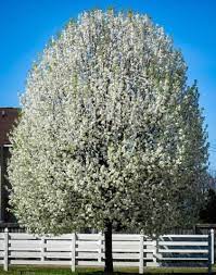 Cleveland flowering pear flowering pear tree in white blossoms in spring glossy green foliage perfect for park strips and smaller locations. Cleveland Pear Tree Guide The Tree Center