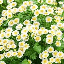 Feverfew White Stars Feverfew Farm Gardens Lawn And Garden