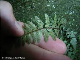 Image result for Asplenium barteri
