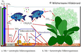 Check spelling or type a new query. Informationen Fur Aquarien Neulinge