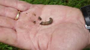 Lawn Pest Control Chafer Grubs Leatherjackets Youtube