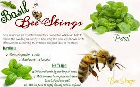 30 Natural Home Remedies For Bee Stings Itching And Swelling Bee Sting Swelling Remedies For Bee Stings Bee Sting