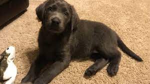 Check spelling or type a new query. Blu 8 Weeks Charcoal Lab Puppy Youtube