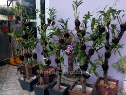 Rumah bunga neisha diy membuat pot bunga dari jeriken bekas. Rumah Bunga Neisha Rumah Bunga Neisha Cara Menanam Anggrek Ditempel Kayu Mati