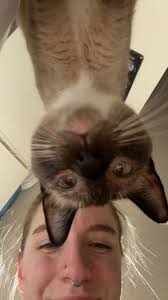 Hi,this is Willie my little angel 😇 💖 🐾