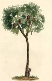 Image result for Hyphaene