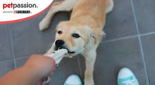 This is calzini spaiati by cristiano tommasi on vimeo, the home for high quality videos and the people who love them. Il Cane Ruba Calzini E Ciabatte Vuole Il Nostro Odore Petpassion