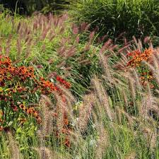 Petra Pelz On Instagram Fruhherbst Mit Sonnenbraut Und Grasern Im Grasergarten Ega Park Plants Garten Gartenideen La Garten Ideen Garten Pflanzen