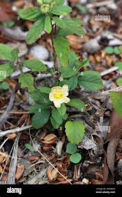 Image result for Sida acuta