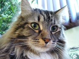 They make a wonderful family pet, and you can be sure that our pennsylvania maine coon kittens are raised with tender love and care to prepare them for their departure on their new life to your home. Adopting A Maine Coon From A Shelter Vs Buying From A Breeder Mainecoon Org