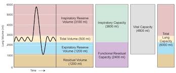 Lung Capacity Bioninja