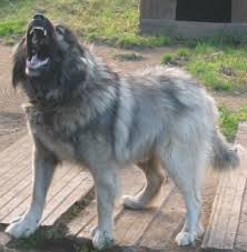 Caucasian Shepherd Dog Is It Really The Most Aggressive Dog