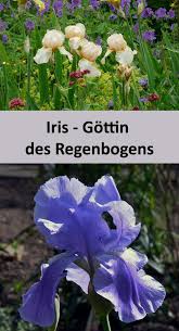 Iris Mag Trockenen Boden Pflegeleichte Pflanzen Schwertlilie Pflanzen