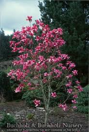 While they are grown primarily for their spring or summer blooming flowers, they also provide great architectural interest and form. Pin By Susan Warner On Magnolias Landscaping With Rocks Backyard Trees Garden Makeover