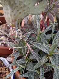Image result for Ledebouria luteola