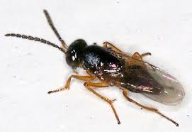 Image result for Entada chrysostachys