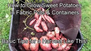 Here are the necessary steps to grow sweet potatoes in containers: How To Grow Sweet Potatoes In Fabric Pots Containers 5 Tips For A Great Garden Harvest Youtube