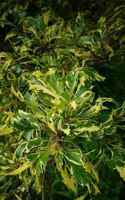 We did not find results for: Plantfiles Pictures Quercus Variegated Turkey Oak Argenteovariegata Quercus Cerris By Kell