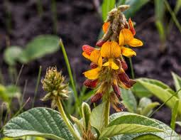 Image result for Eriosema psoraleoides