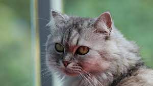 Maybe you would like to learn more about one of these? 130 Nama Kucing Jantan Islami Arab Dan Artinya Unik Dan Anti Mainstream Ragam Bola Com