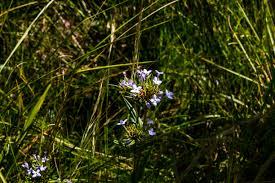 Image result for Conostomium natalense