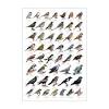 Color Bird Identification