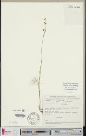 Image result for Orthochilus milnei