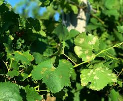 The anthracnose of grapes is caused by gloeosporium ampelophagum (pars.) sacc. Grape Disease Control Spring 2021 Cornell Fruit Resources Grapes