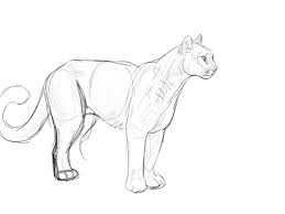 Anatomical Cat Drawing 3 4 View Google Search Cheetah Drawing Puma Cat Lion Sketch