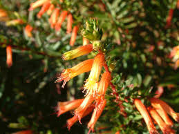 Image result for Cuphea micropetala