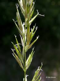 Image result for Anthoxanthum