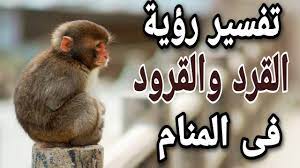 تفسير حلم القرود الكثيرة موقع مقال mqaall.com يستعرض لكم اليوم كافة التفاصيل عنه، حيث أن مشاهدة القرود في المنام تختلف الدلالات لرؤية القرد في الحلم حسب أحداث الحلم وتفاصيله حيث تتنوع من منام إلى منام على حسب الحالة الذي. ØªÙØ³ÙŠØ± Ø­Ù„Ù… Ø§Ù„Ù‚Ø±Ø¯ Ù…Ø§ Ù…Ø¹Ù†Ù‰ Ø±Ø¤ÙŠØ© Ø§Ù„Ù‚Ø±ÙˆØ¯ ÙÙ‰ Ø§Ù„Ù…Ù†Ø§Ù… Youtube