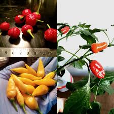 Image result for Capsicum baccatum