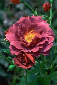 Wholesale pricing · unbeatable prices · larger plants & trees Rose Rosa Hot Cocoa Photograph By Brian Gadsby Science Photo Library