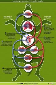 Contrairement aux idées reçues, l'insuffisance cardiaque n'est pas une maladie de vieillard, chronique, sans traitement efficace, limitée au cœur, toujours grave. Echanges Gazeux Circulation Sanguine Chien Anatomie Chien Anatomie Du Chien Sante Animale