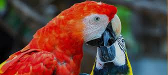 Welcome to broward avian and exotic. Bird Reptile Veterinarian Palm City Fl Avian Exotic Clinic Of Palm City