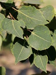 Image result for Prairie Gold